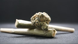 Hydroponic Weed Worth Rs 14.9 Crore Seized At Mumbai Airport, 2 Arrested