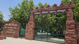 माचिया बायोलॉजिकल पार्क में पैंथर के कारण दहशत, पर्यटकों के लिए जारी किए गए ये निर्देश