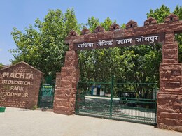 माचिया बायोलॉजिकल पार्क में पैंथर के कारण दहशत, पर्यटकों के लिए जारी किए गए ये निर्देश माचिया बायोलॉजिकल पार्क में पैंथर के कारण दहशत, पर्यटकों के लिए जारी किए गए ये निर्देश