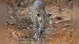 Rajasthan News: डूंगरपुर में 2 साल में घट गए वन्यजीव, सामने आए चौंकाने वाले आंकड़े