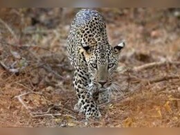 Rajasthan News: डूंगरपुर में 2 साल में घट गए वन्यजीव, सामने आए चौंकाने वाले आंकड़े Rajasthan News: डूंगरपुर में 2 साल में घट गए वन्यजीव, सामने आए चौंकाने वाले आंकड़े