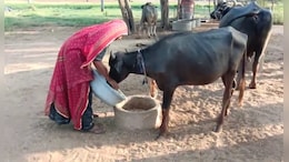 भीषण गर्मी और मानसून में देरी के कारण पशुचारे की किल्लत, बन रहे त्रिकाल जैसे हालात