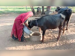 भीषण गर्मी और मानसून में देरी के कारण पशुचारे की किल्लत, बन रहे त्रिकाल जैसे हालात