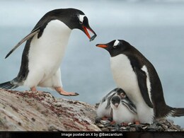 What Is Pebbling, The Dating Trend Inspired By Penguins