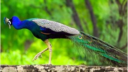Peacock Hunting: राजस्थान में राष्ट्रीय पक्षी मोर की गोली मारकर हत्या, देर रात मिली थी शिकार की सूचना