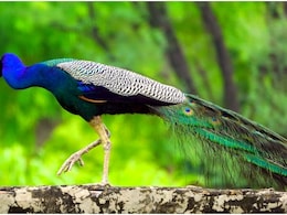 Peacock Hunting: राजस्थान में राष्ट्रीय पक्षी मोर की गोली मारकर हत्या, देर रात मिली थी शिकार की सूचना