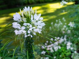 Fight Arthritis And IBS Naturally! Ajagandha Herb Could Be The Answer You've Been Looking For