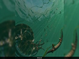 Ammonites Thrived Before Dinosaur-Killing Asteroid Impact, Study Finds Ammonites Thrived Before Dinosaur-Killing Asteroid Impact, Study Finds
