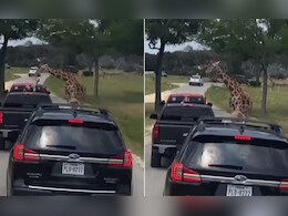 जंगल सफारी के दौरान गाड़ी में बैठी बच्ची के पास आकर प्यार जताने लगा जिराफ, फिर जो किया, डर से मां की निकल गई चीख जंगल सफारी के दौरान गाड़ी में बैठी बच्ची के पास आकर प्यार जताने लगा जिराफ, फिर जो किया, डर से मां की निकल गई चीख