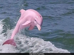 Real Or Fake? Internet Abuzz After Pics Of Rare Pink Dolphin Surface Online Real Or Fake? Internet Abuzz After Pics Of Rare Pink Dolphin Surface Online