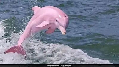 Real Or Fake? Internet Abuzz After Pics Of Rare Pink Dolphin