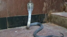 कोटा के अस्पताल में घुसा ब्लैक कोबरा, अफरा तफरी मचने के बाद पकड़ा गया, वीडियो वायरल