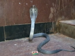 कोटा के अस्पताल में घुसा ब्लैक कोबरा, अफरा तफरी मचने के बाद पकड़ा गया, वीडियो वायरल कोटा के अस्पताल में घुसा ब्लैक कोबरा, अफरा तफरी मचने के बाद पकड़ा गया, वीडियो वायरल