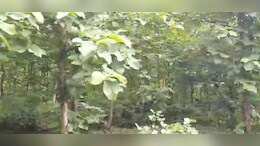 MP News: 'सागर' में ग्रामीणों ने कर दिखाया बड़ा कमाल, अब हरियाली से लहलहा रही है वीरान रहने वाली पहाड़ी