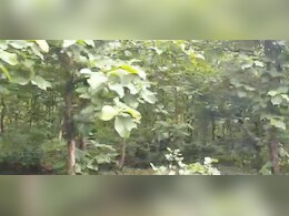 MP News: 'सागर' में ग्रामीणों ने कर दिखाया बड़ा कमाल, अब हरियाली से लहलहा रही है वीरान रहने वाली पहाड़ी