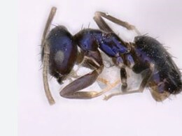 Stunning Blue Ant Discovered In "Himalayan Biodiversity Hotspot"