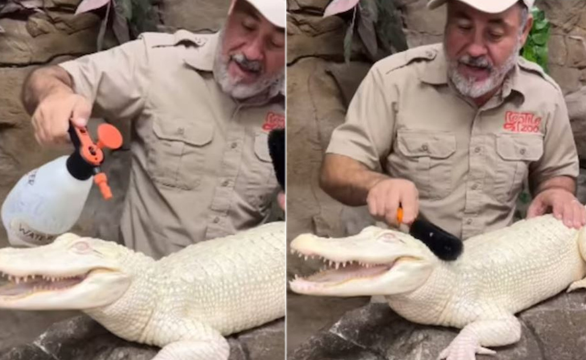 पीठ खुजलाए जाने के बाद खुशी से झूम उठता है ये दुर्लभ मगरमच्छ, जू कीपर के वायरल वीडियो पर यूजर्स ने लुटाया प्यार