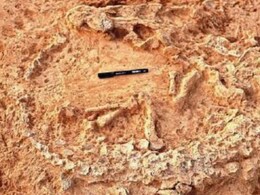 41,000 Years Old Ostrich Nest, World's Oldest, Found In Andhra