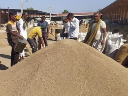 राजस्थान में सरसों-चना की खरीद MSP पर कब से शुरू होगी? सहकारिता मंत्री ने बताया राजस्थान में सरसों-चना की खरीद MSP पर कब से शुरू होगी? सहकारिता मंत्री ने बताया