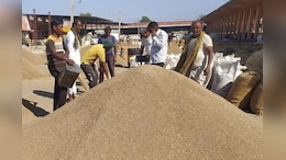 Rajasthan Mandi: राजस्थान में सरसों, मूंग और चना के दाम हुए बदलाव, जानें मंडी का ताजा भाव