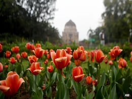9 Lakh Tulips To Be Planted Across Delhi Ahead Of Flowering Season In 2024 9 Lakh Tulips To Be Planted Across Delhi Ahead Of Flowering Season In 2024