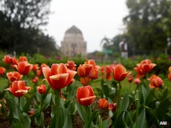 Delhi Tulip Festival 2026: दिल्ली में कब और कहां शुरू हो रहा है ट्यूलिप फेस्टिवल, जानिए एंट्री से लेकर टाइमिंग तक सब कुछ