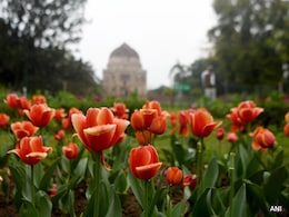 Delhi Tulip Festival 2026: दिल्ली में कब और कहां शुरू हो रहा है ट्यूलिप फेस्टिवल, जानिए एंट्री से लेकर टाइमिंग तक सब कुछ
