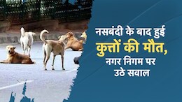 Chhattisgarh: ये कैसी नसबंदी? जिसके बाद हो रही है कुत्तों की मौत, नगर निगम पर उठे सवालिया निशान...