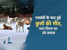 Chhattisgarh: ये कैसी नसबंदी? जिसके बाद हो रही है कुत्तों की मौत, नगर निगम पर उठे सवालिया निशान...