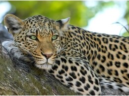 उदयपुर में पैंथर का आंतक बरकरार, घर के बाहर बंधी गाय को तेंदुए ने बनाया शिकार