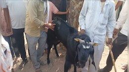 झालावाड़ बकरा मंडी की शान बना 'धर्मेंद्र', 5 लाख में लगी बोली,देखते रह गए शाहरुख- आमिर