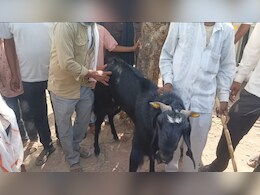 झालावाड़ बकरा मंडी की शान बना 'धर्मेंद्र', 5 लाख में लगी बोली,देखते रह गए शाहरुख- आमिर झालावाड़ बकरा मंडी की शान बना 'धर्मेंद्र', 5 लाख में लगी बोली,देखते रह गए शाहरुख- आमिर