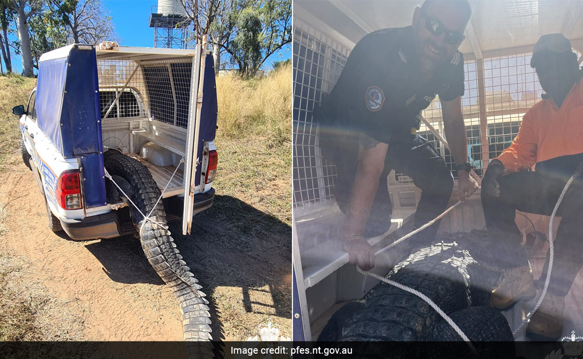 Dog-Eating Crocodile That Terrorised Australian Village Killed And Cooked For Feast