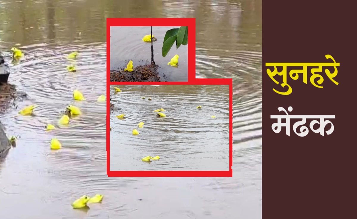 Monsoon 2024: अब होगी अच्छी बारिश! MP में यहां दिखाई दिए सुनहरे मेंढक, देखने के लिए उमड़ी भीड़