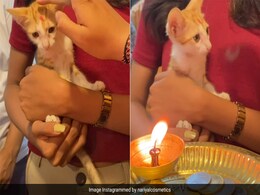 ब्यूटी ब्रैंड ने अपनी टीम में शामिल की रेस्क्यू कैट, पारंपरिक तरीके से किया उसका नामकरण, वायरल हो रहा प्यारा Video ब्यूटी ब्रैंड ने अपनी टीम में शामिल की रेस्क्यू कैट, पारंपरिक तरीके से किया उसका नामकरण, वायरल हो रहा प्यारा Video
