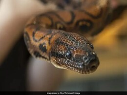 सांप ने बिना मेटिंग के 14 बच्चों को जन्म देकर चौंकाया, नर समझ कर केयरटेकर 9 साल से कर रहा था देखभाल सांप ने बिना मेटिंग के 14 बच्चों को जन्म देकर चौंकाया, नर समझ कर केयरटेकर 9 साल से कर रहा था देखभाल