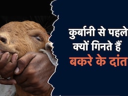 बकरीद पर कुर्बानी वाले बकरों के दांत क्यों गिने जाते हैं? बकरीद पर कुर्बानी वाले बकरों के दांत क्यों गिने जाते हैं?