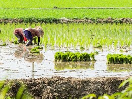MP: धान के बीज खरीदने से पहले किसान हो जाएं सावधान, जबलपुर में नकली बीज के साथ 2 आरोपी गिरफ्तार