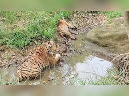 वाह क्या नजारा है! बाघिन अपने तीन शावकों के साथ आराम करती हुई दिखी, पर्यटक ने मोबाइल में किया कैद