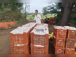 दुष्काळात शेतकऱ्याची डेअरिंग, उन्हाळी टोमॅटो लावले, लाखो कमावले