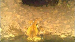 Rajasthan: सरिस्का टाइगर रिजर्व में बढ़ा बाघों का कुनबा, बाघिन एसटी 17 ने 3 शावकों को दिया जन्म