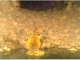 Rajasthan: सरिस्का टाइगर रिजर्व में बढ़ा बाघों का कुनबा, बाघिन एसटी 17 ने 3 शावकों को दिया जन्म