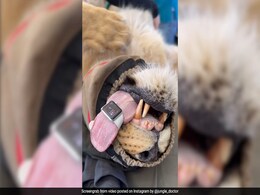 Vet Discovers Apple Watch Doesn't Only Track Human Heart, But Lion's Too Vet Discovers Apple Watch Doesn't Only Track Human Heart, But Lion's Too