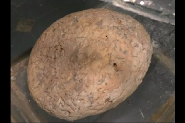 Dinosaur Egg in National Fossil Park Ghughwa Dindori