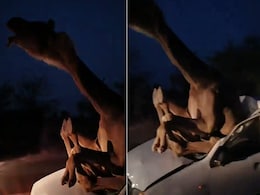 VIDEO: कार ने ऊंट को मारी ऐसी टक्कर, गाड़ी में बुरी तरह फंस गया बेजुबान VIDEO: कार ने ऊंट को मारी ऐसी टक्कर, गाड़ी में बुरी तरह फंस गया बेजुबान