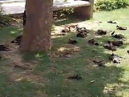 अलवर में बड़ी संख्या में चमगादड़ों की मौत से मचा हड़ंकप, हीटवेव की आशंका