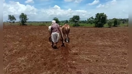 MP में मक्का किसानों को दूसरे साल भी थमा दिए अमानक बीज, लापरवाही पर नपे ये अफसर..
