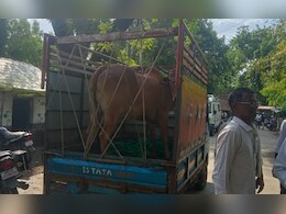 शेतकऱ्याच्या व्हाट्सअ&zwj;ॅप स्टेटसची कमाल, चोरीला गेलेला बैल सापडला&nbsp;