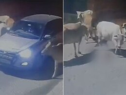 Video: जानबूझकर गोवंश पर चढ़ा दी कार, बछड़े की हुई मौत, देखें दर्दनाक वीडियो