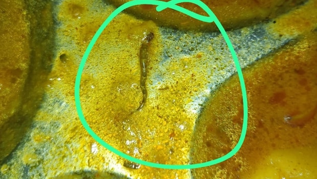 Bihar: Snake Pieces Found In College Mess Food, Students Fall Ill